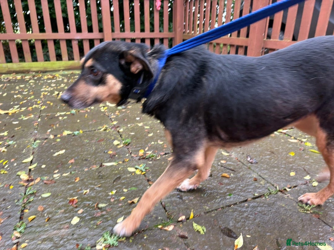 Mixed Breed dogs for adoption: Batman - Norwich Norfolk  - Advert 19