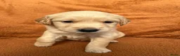 Golden Retriever dogs for sale: Kennel Club Registered Golden Retriever Puppies  - Advert 12