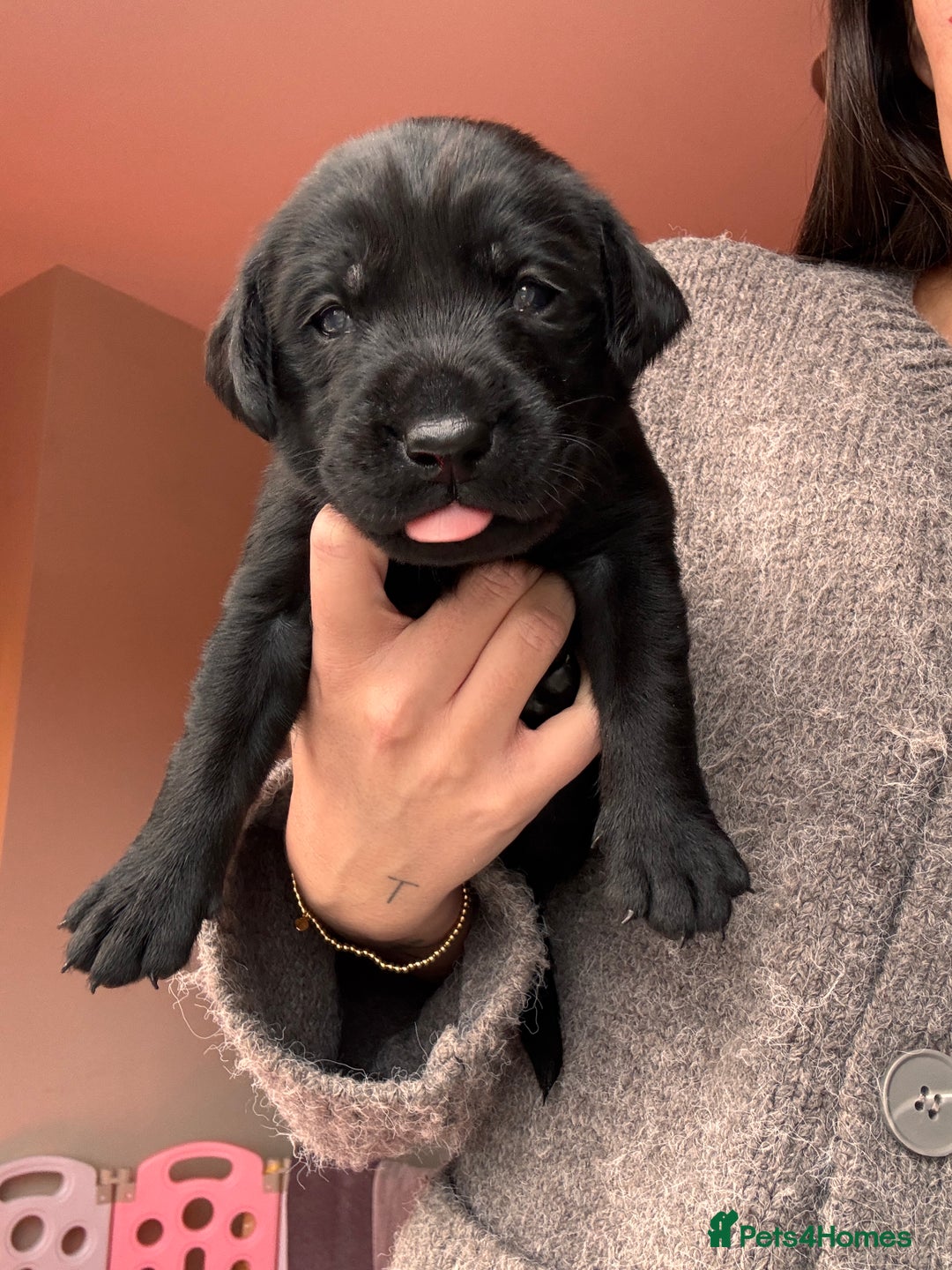 Labrador Retriever dogs for sale: Beautiful KC Labs / DRAKESHEAD - 1 BOY LEFT! - Advert 27