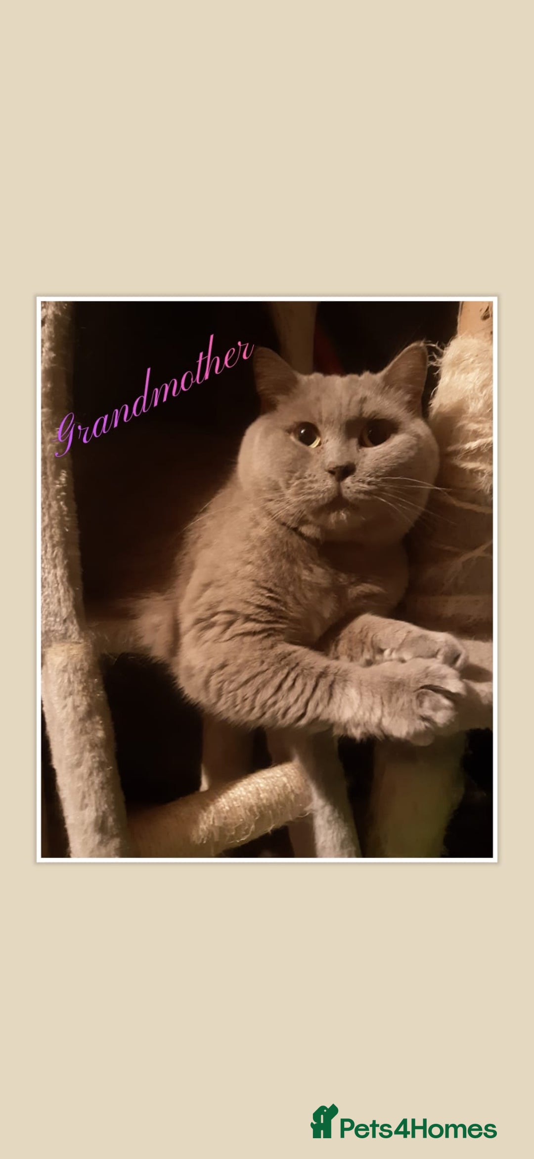 British Shorthair cats for sale: ♥️ Fun Loving British Shorthair Kittens♥️ - Image 34