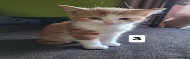 Mixed Breed Kitten 3