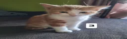 Mixed Breed cats for sale: Very nice kittens:3 boys and 3 girls - Advert 35