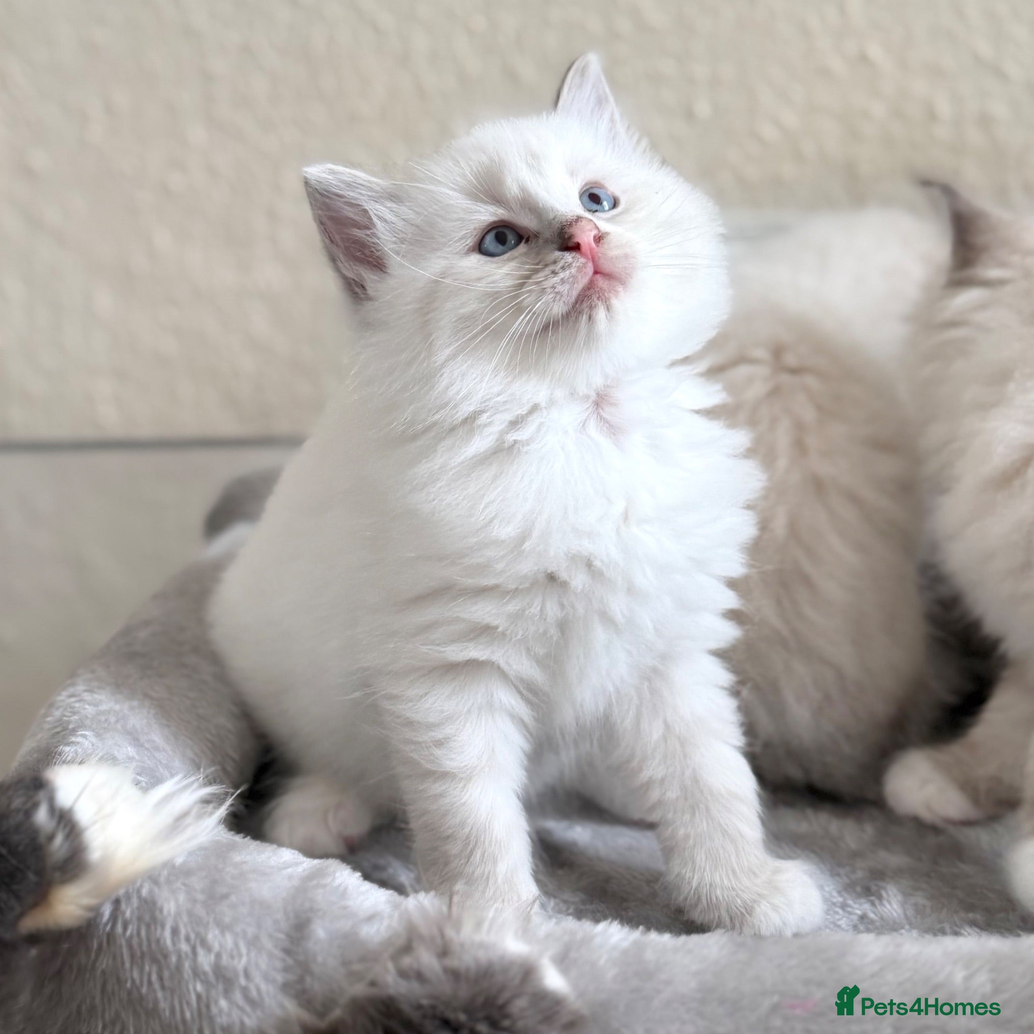 Ragdoll cats 4 Left - TICA Registered - Affectionate, Gentle - Advert 1