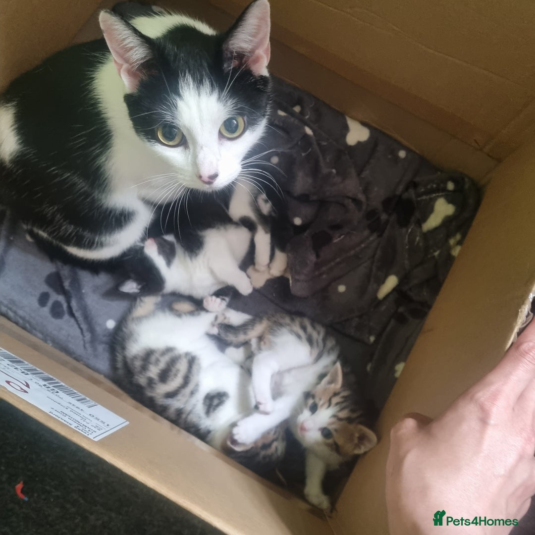 Mixed Breed cats for sale: Beautiful half bengal kittens  - Image 11
