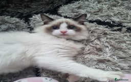 Ragdoll cats for sale: 5 month old male ragdoll vaccinated kitten - Image 2