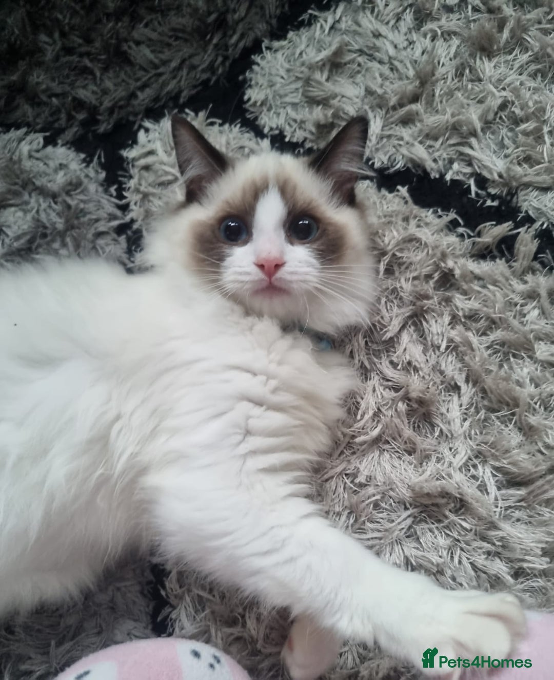 Ragdoll cats for sale: 5 month old male ragdoll vaccinated kitten - Image 2