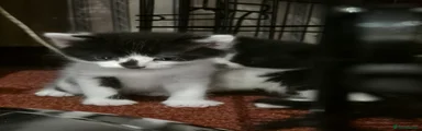 Georgie