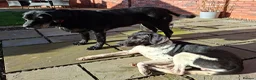 Mixed Breed dogs for adoption:  Stratos ❤️  - Advert 13