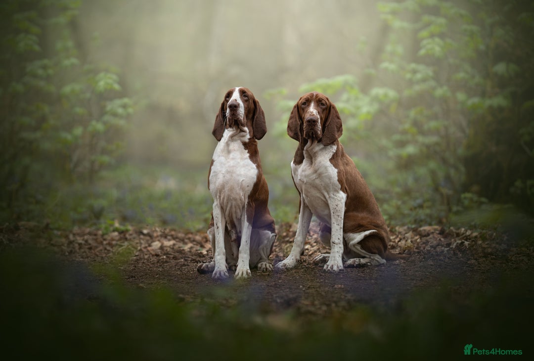 Bracco Italiano dogs for sale: Exciting litter Due September  - Image 15