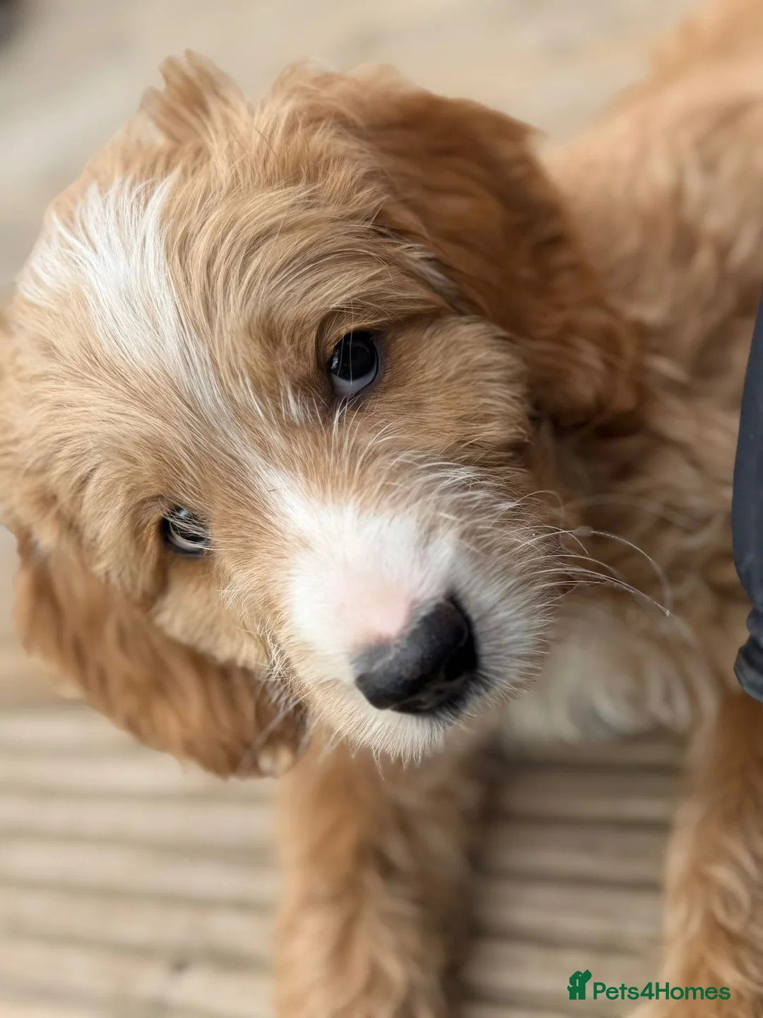 Mixed Breed dogs for sale: Goldendoodle puppies ready to go - Advert 2