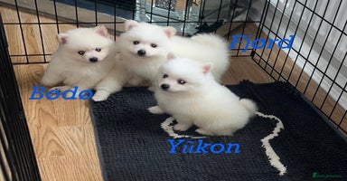 Japanese Spitz dogs - Advert 7