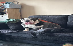 English Bulldog dogs for sale: Beautiful 5 year old English bulldog  - Image 4