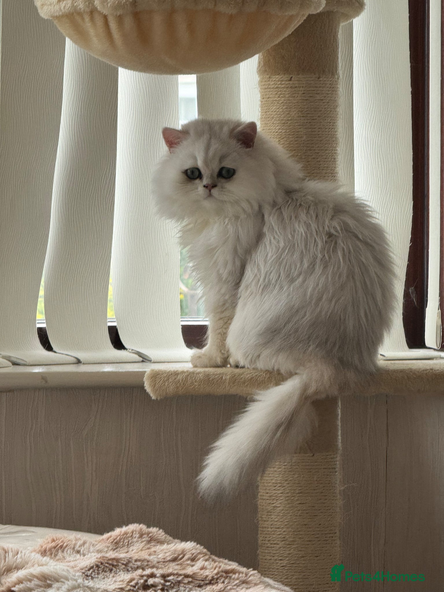 Persian cats Silver Persian - Advert 7