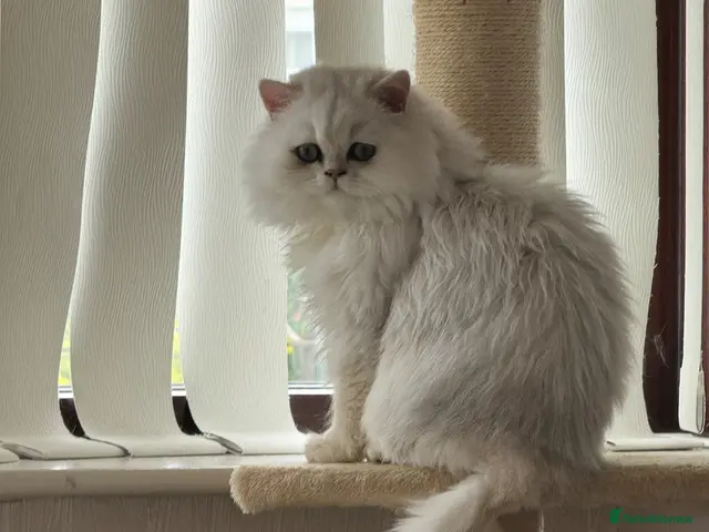 Persian cats Silver Persian - Advert 2