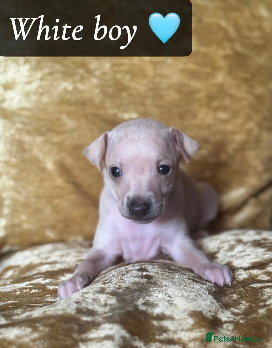 Italian Greyhound dogs for sale: Pedigree KC Reg Italian Greyhounds Champion lines in Durham - Image 24