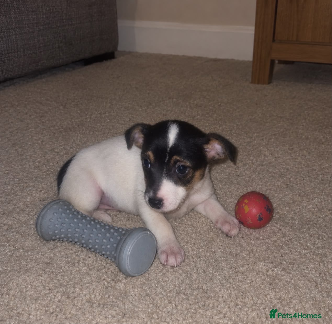 Jack Russell dogs for sale: Beautiful jack Russell puppy’s  - Advert 2