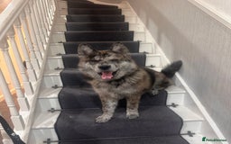 Chow Chow dogs for stud: MERLE CHOW CHOW CROSS WITH ALASKAN MALAMUTE  in Bromley - Image 2