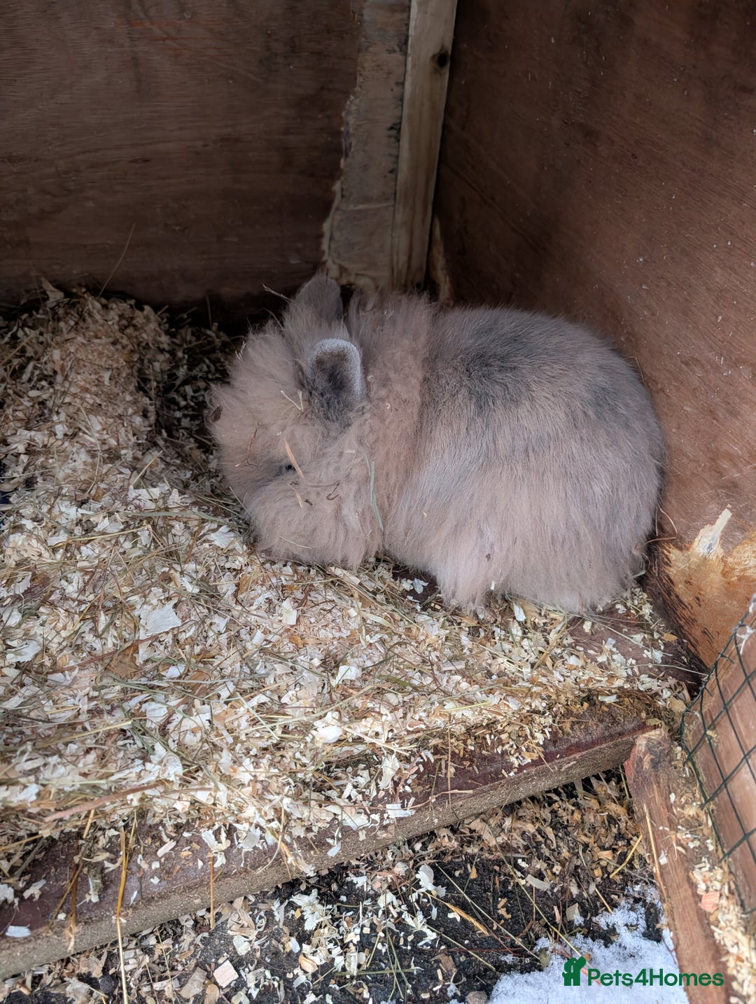 Lionhead rabbits for sale:  trio of lionheads - Advert 1