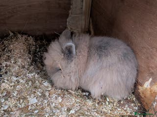 Lionhead rabbits trio of lionheads - Advert 1