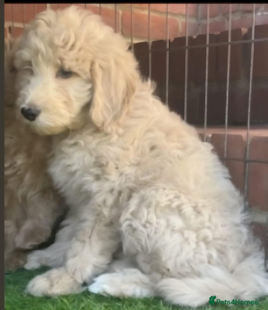 Labradoodle dogs for stud: Bailey: Top-Temperament Proven Stud - Advert 2