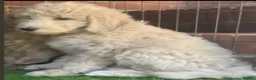 Labradoodle dogs for stud: Bailey: Top-Temperament Proven Stud - Advert 2