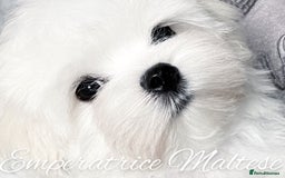 Maltese dogs for sale: Tiny KC Reg. Korean Line Maltese- by Emperatrice - Image 3