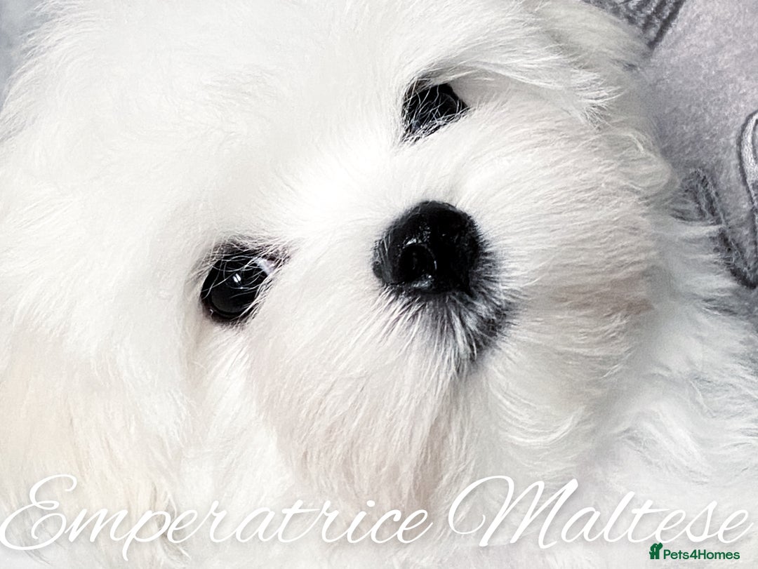 Maltese dogs for sale: Tiny KC Reg. Korean Line Maltese- by Emperatrice - Image 3