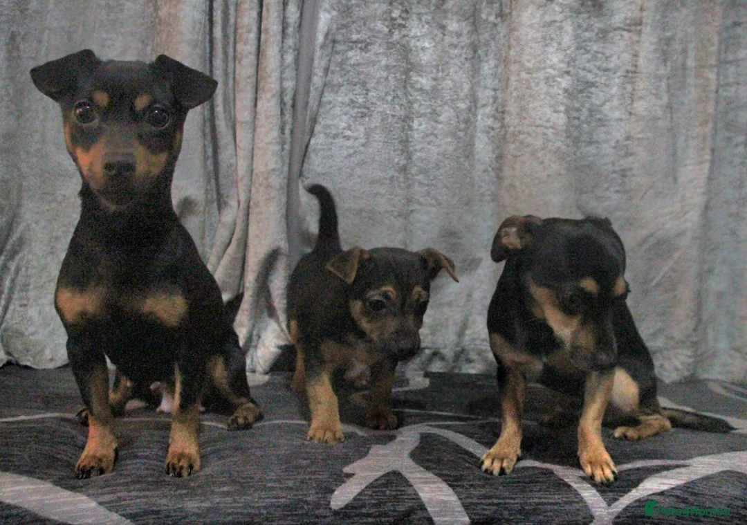 Jack Chi dogs for sale: Jackchi male £550 reduced for quick sale.  - Advert 14