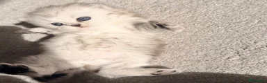 Persian 3