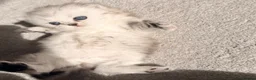 Persian cats for sale: Cute Persian kitten (last one left) in Bradford - Advert 2