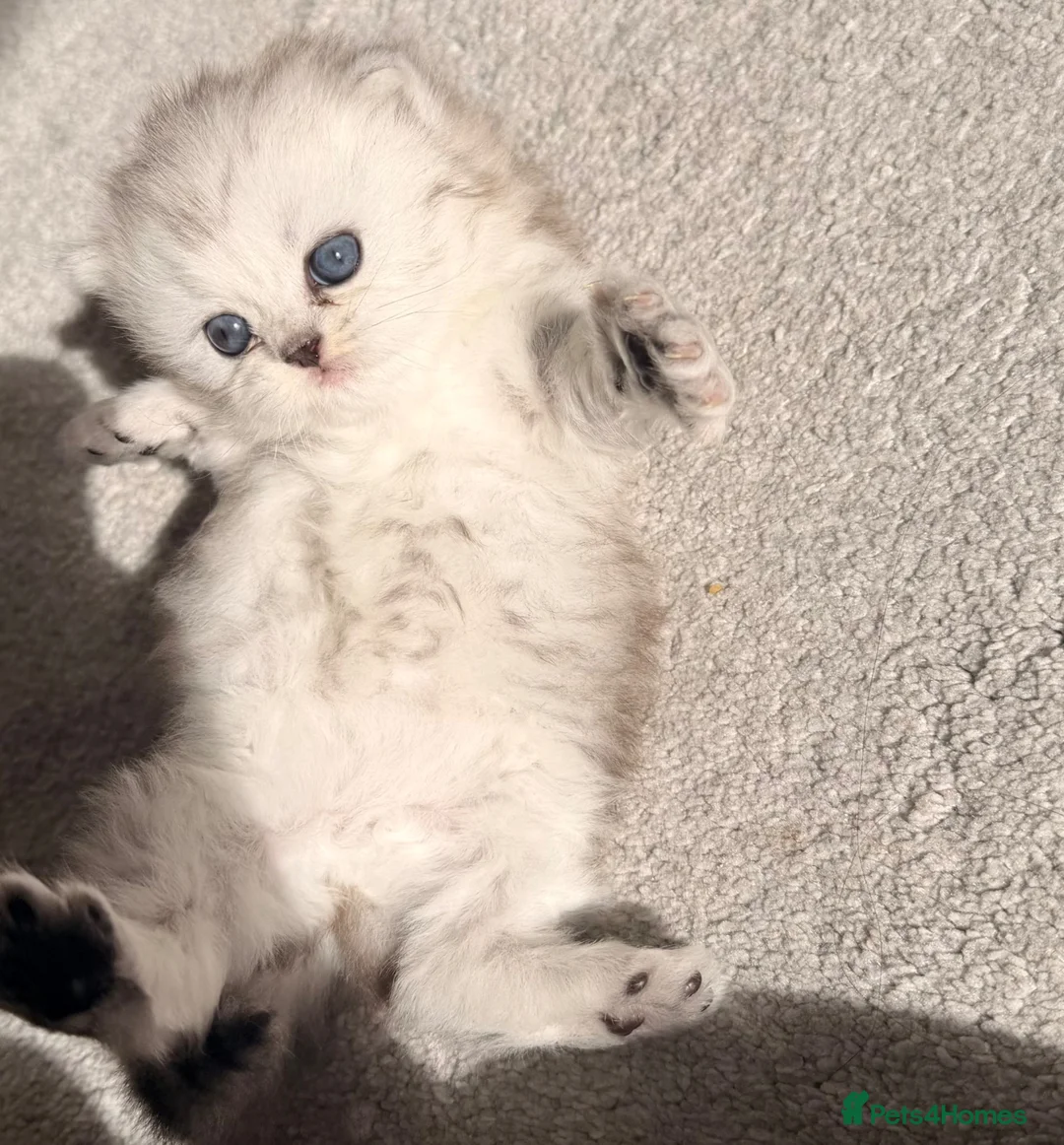 Persian cats for sale: Cute Persian kitten (last one left) in Bradford - Advert 2