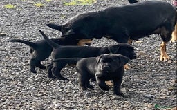 Mixed Breed dogs for sale: Kelpie X Red Labrador  - Image 6