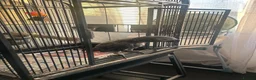 Parrots birds for sale: 15 Year old African Grey - Advert 2