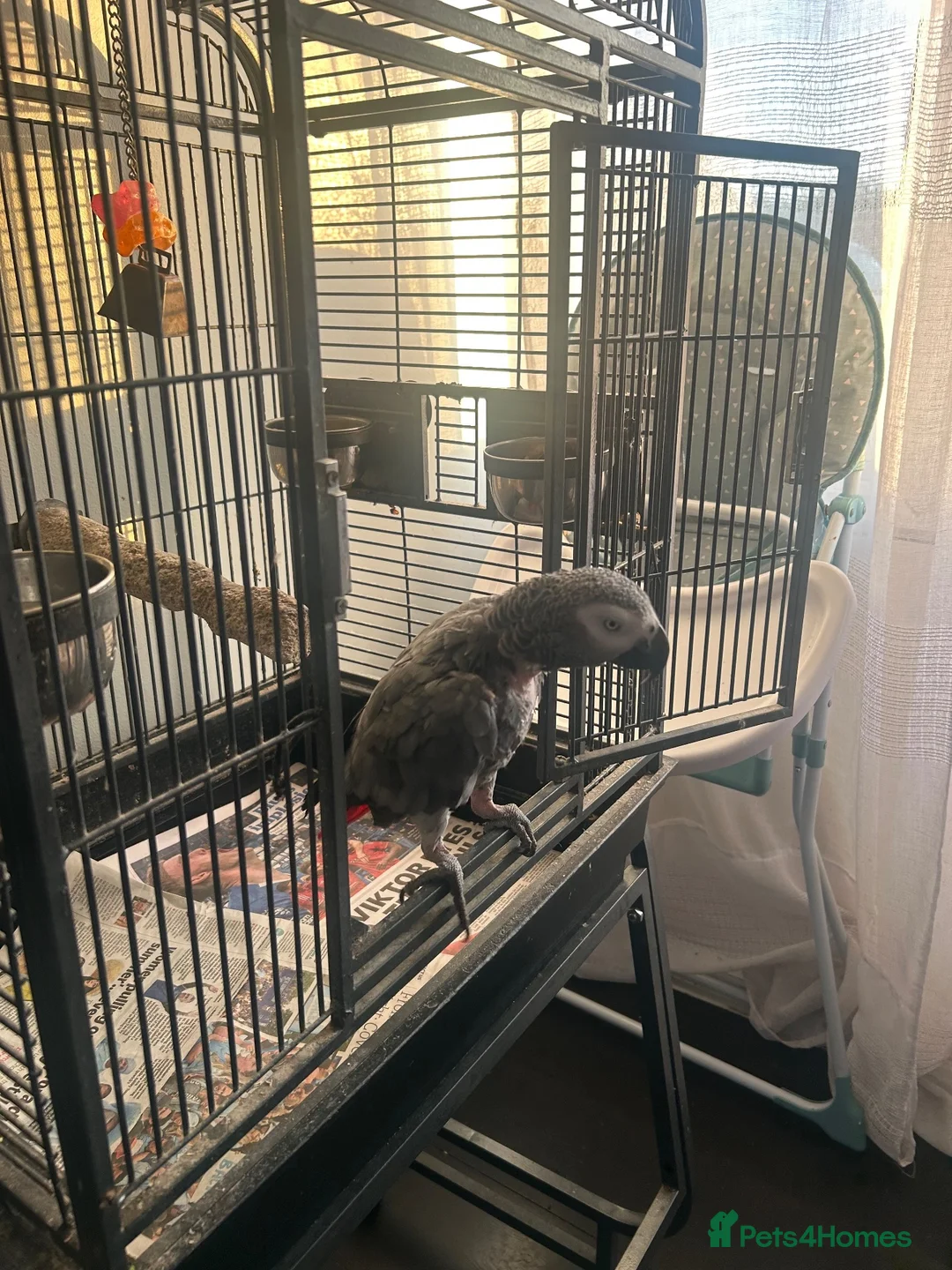 Parrots birds for sale: 15 Year old African Grey - Advert 2