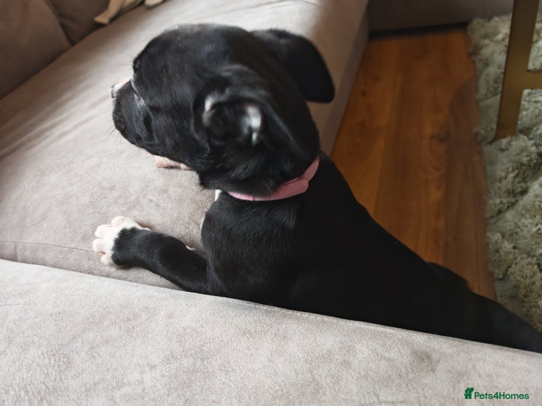 Mixed Breed dogs for sale: Olde English Bulldogge/Staffy Collie - Advert 30