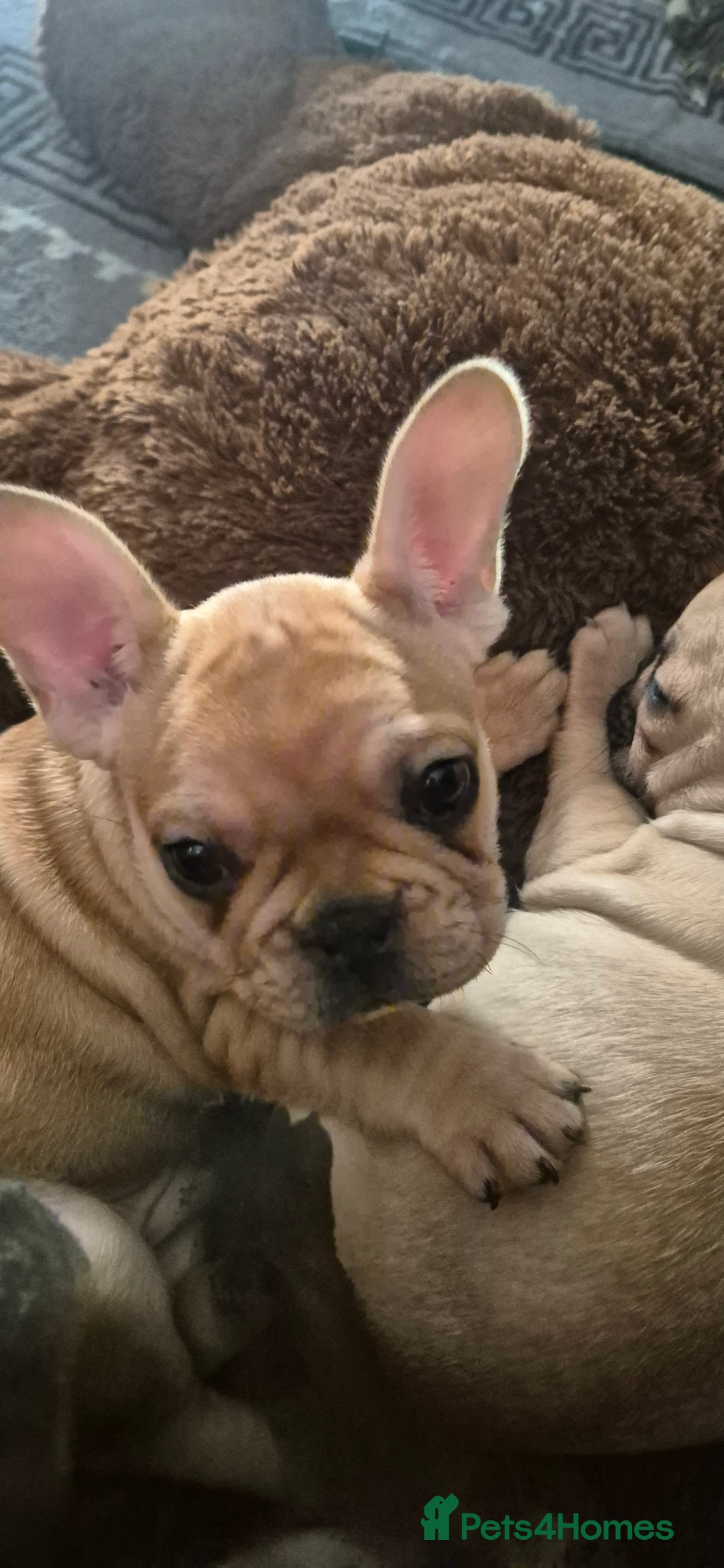 French Bulldog dogs for sale: French bulldog puppies  3 girls 1 boy - Advert 6