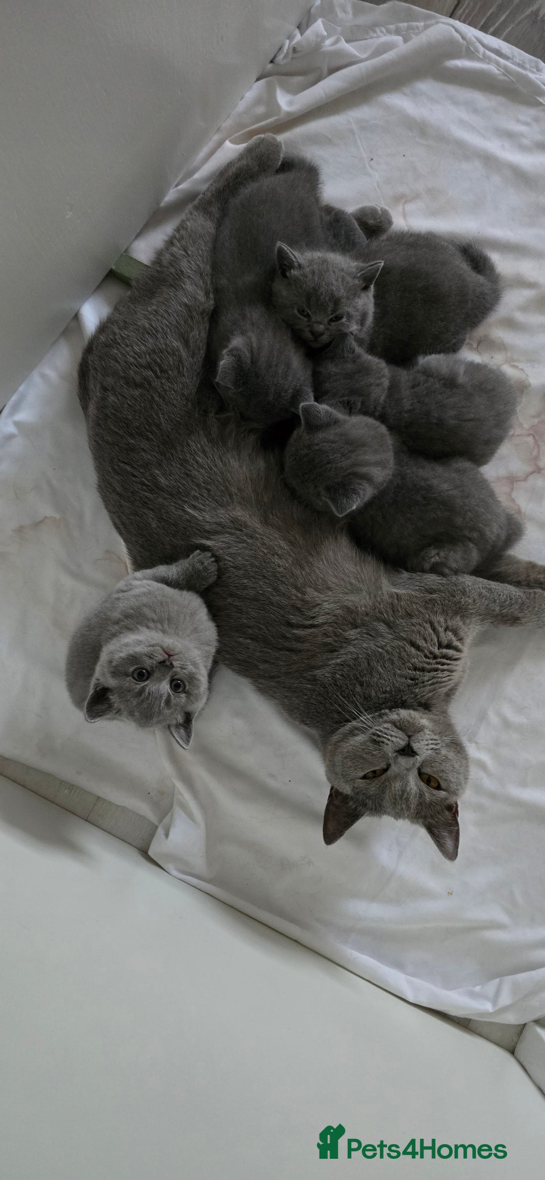 British Shorthair cats for sale: British Blue Shorthair - Image 32