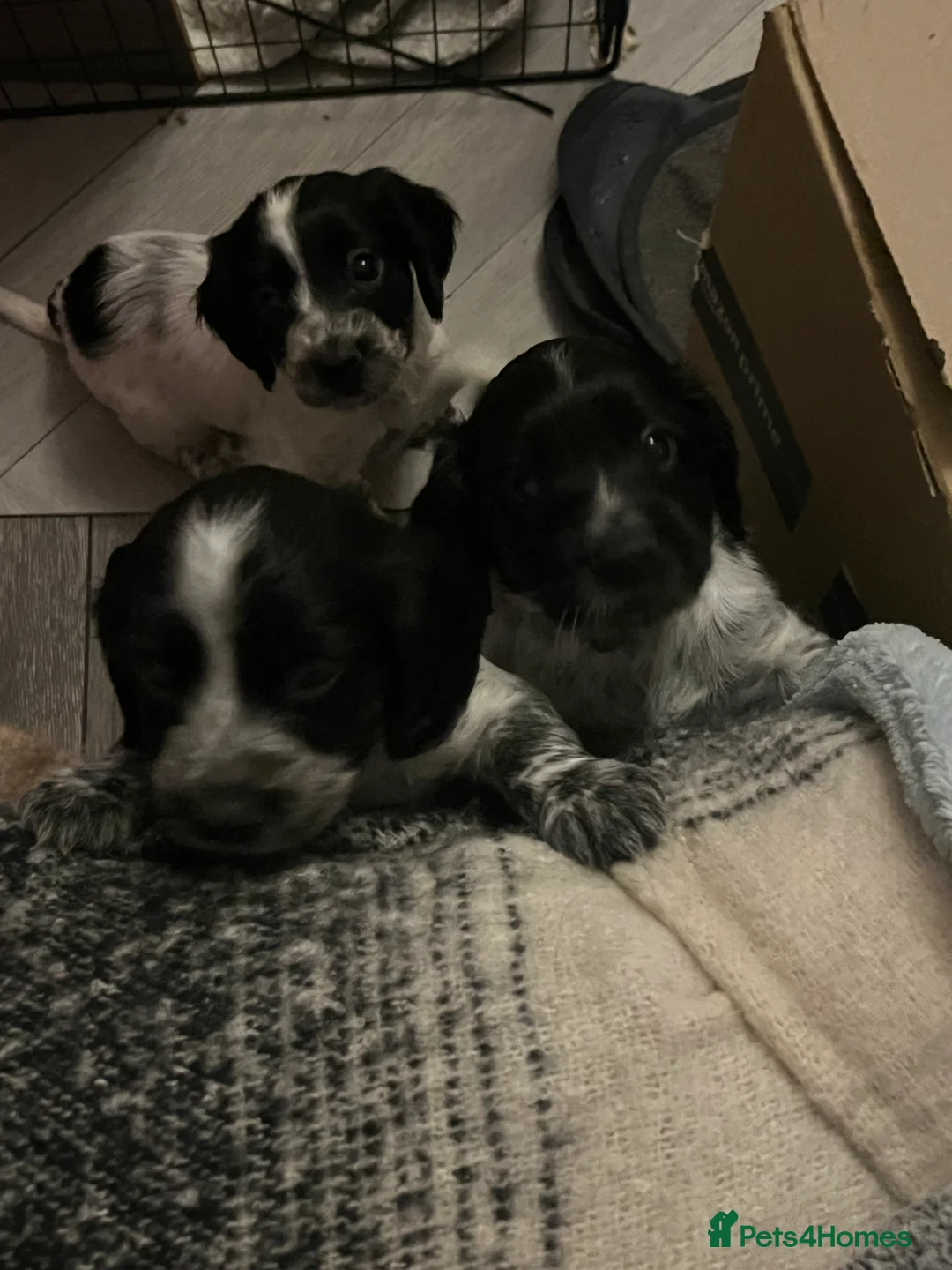 Sprocker dogs for sale: Sprocker spaniel puppies - Advert 3