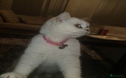 British Shorthair cats for sale: TICA REG silver tipped bsh - Image 4