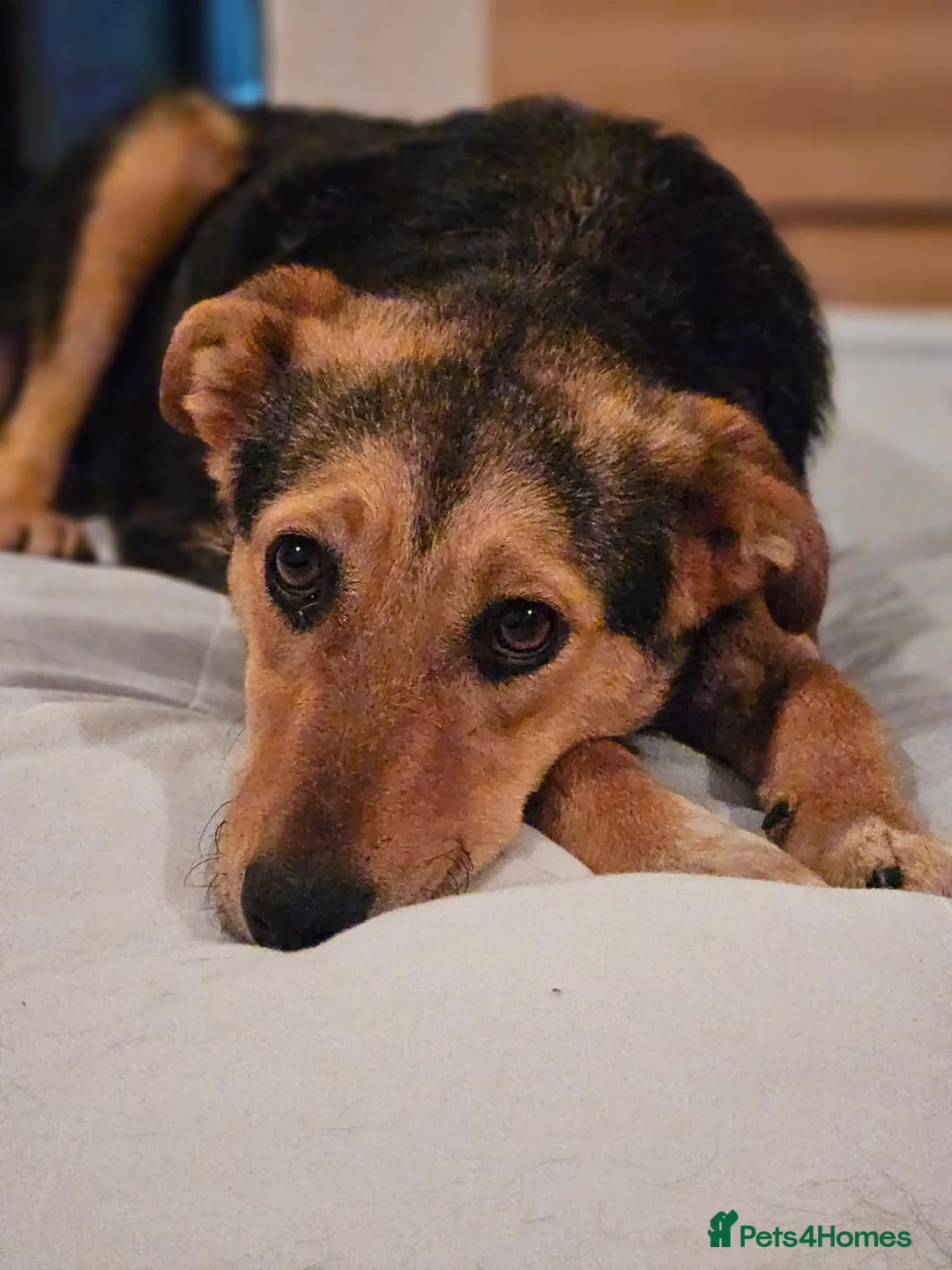 Mixed Breed dogs for adoption: 🐾 Meet Larisa - a gentle girl for a Loving Home💛 - Advert 32