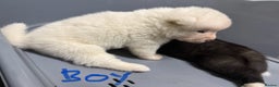 Akita dogs for sale: American Akita Puppies - Advert 11