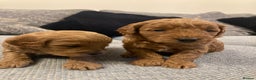 Cavapoo dogs for sale: F1b cavapoo puppies - Advert 13