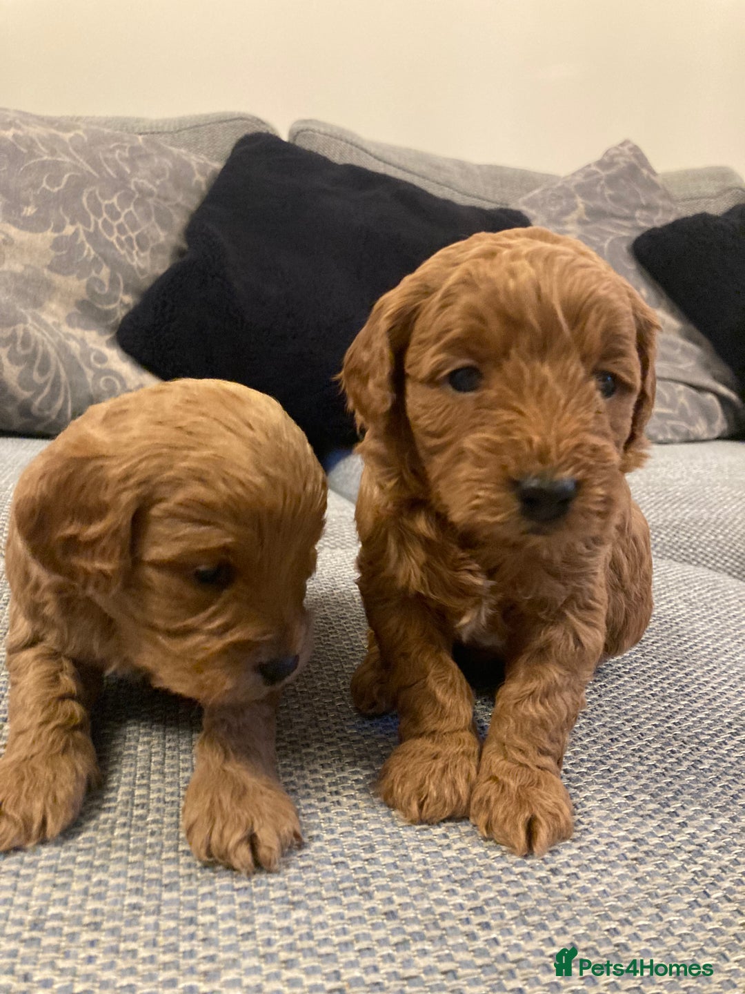 Cavapoo dogs for sale: F1b cavapoo puppies - Advert 13