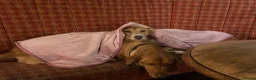 Lurcher dogs for sale: Mable - Advert 6