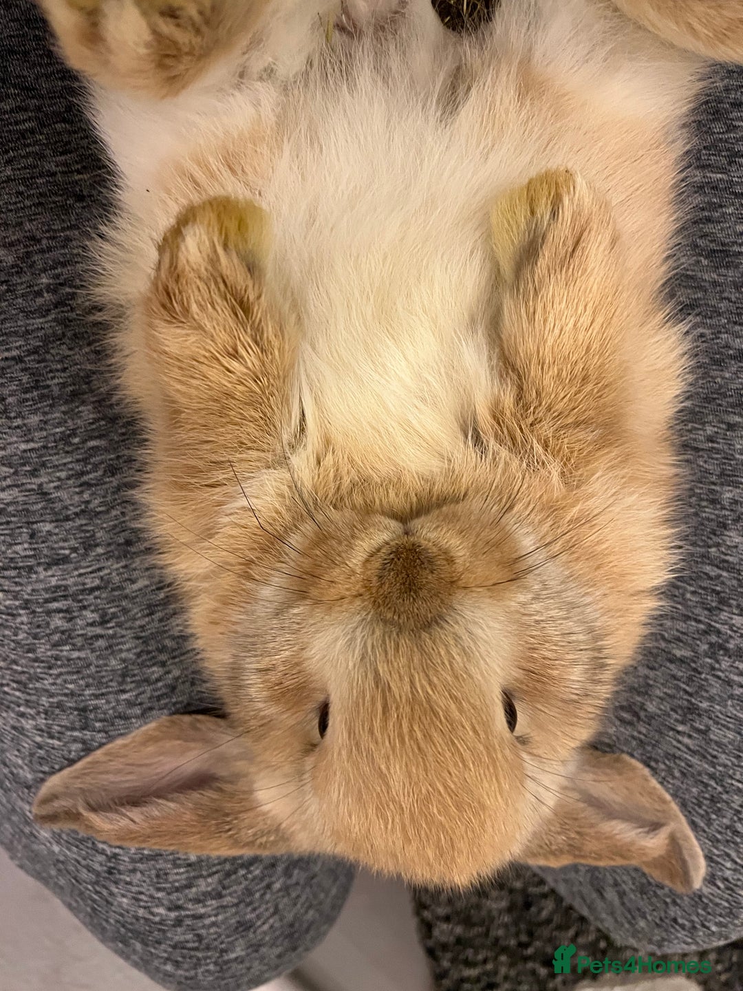 French Lop rabbits for sale: Little bunny’s  - Advert 8