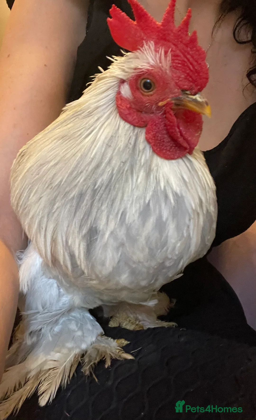 Chickens poultry for sale: Pekin Bantams Cockerels & Breeding Pairs/Trios - Advert 7
