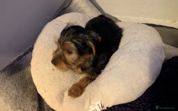 Yorkshire Terrier dogs for sale: 2 beautiful male Yorkshire terrier puppies  - Image 13