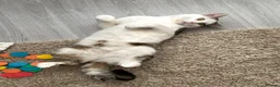Mixed Breed cats for sale: Male older kitten for sale - Advert 5