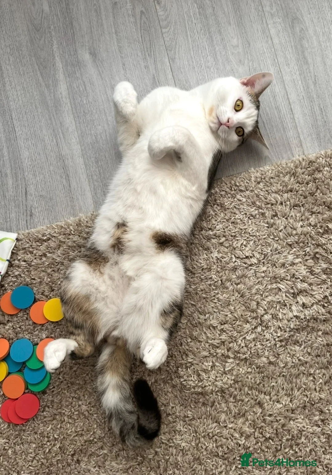 Mixed Breed cats for sale: Male older kitten for sale - Advert 5