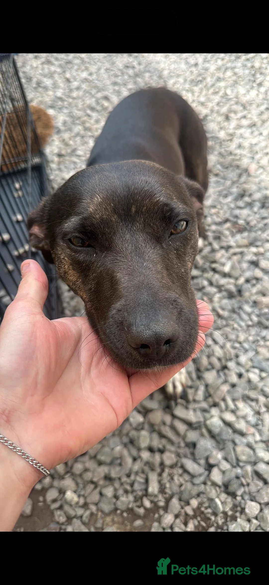 Mixed Breed dogs for sale: 2 year old staffie cros terrier in Bridgend - Advert 2
